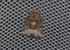 Oligia sp.